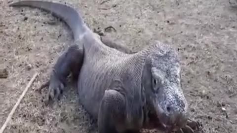 Komodo dragon is so hungry
