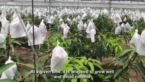 World's Most Expensive Mango - Awesome Japan Agriculture Technology Farm