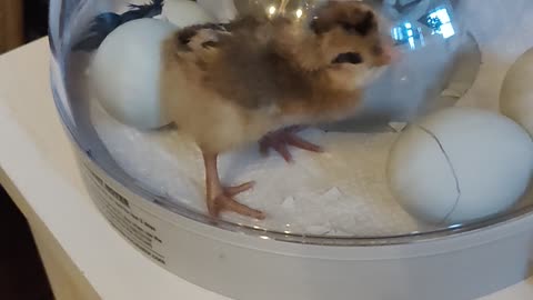 Chick hatching