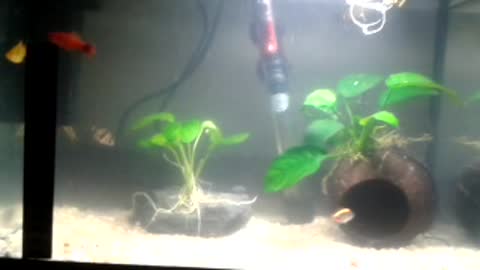 My aquarium...hope you like