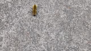 A catapiller walking on the road