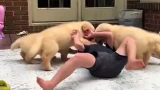 Funny dog puppies video