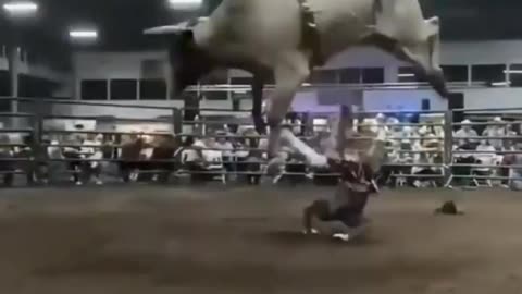 Never seen a bull jump this high