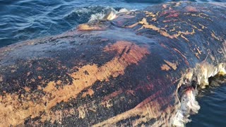 Great White Feasts on Whale Carcass Off Florida Coast