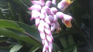 Beautiful shell ginger flower in botanical garden, very charming! [Nature & Animals]