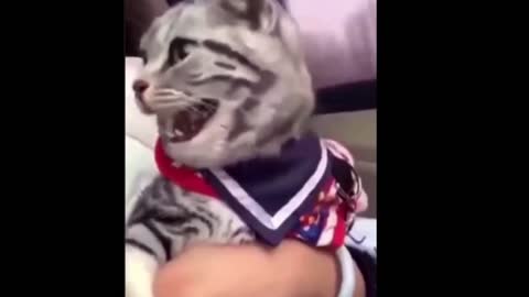 Funny Pug Gets slapped while cat laughs with funny voiceover