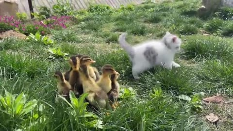 The kitten doesn't want to play with the duckling
