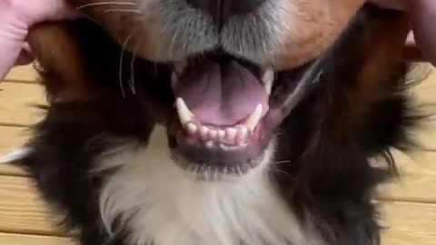 Video of my bernese mountain dog that males me super happy ......