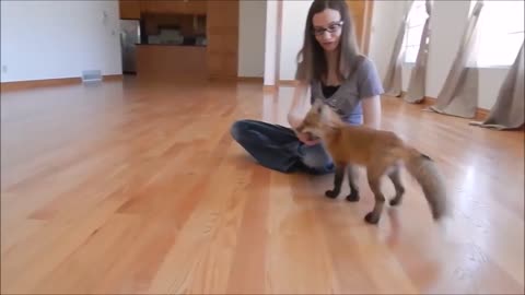 Adorable baby fox playing