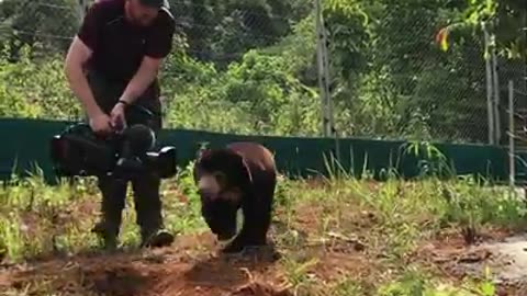 It's no easy task filming a baby sun bear! #BearsAboutTheHouse