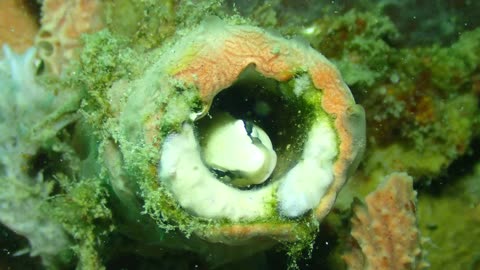 Blennies come in all sorts of quirky personalities