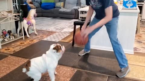 English Bulldog loved to steal basketball. April 12th, 2022