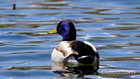 Duck Relaxing Enjoying The Sun