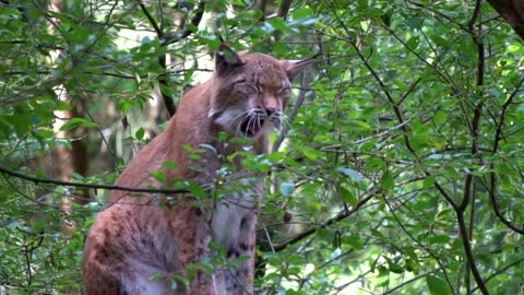 Lynx Big Cat Yawns Tired Yawn Tooth Predator
