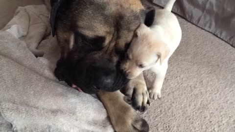 Patient English Mastiff allows puppy to chew on his face