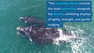 #whale #mating