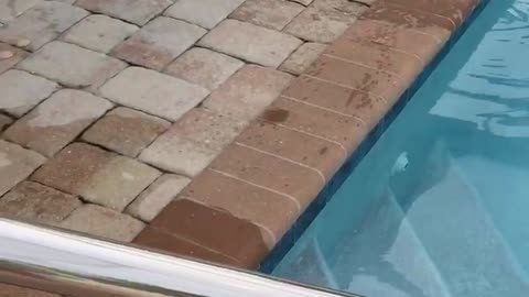 Westie takes an unexpected swim