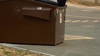 Bear Plops into Dumpster Looking for Food