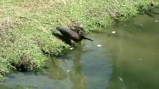 Smart Bird Fishing with Bread