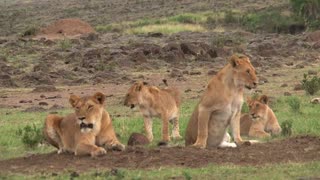 Lioness playing and having fun with each other