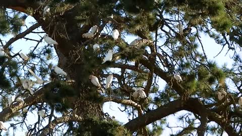 Corellas in the backyard