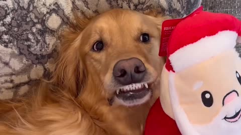 My dog took out Santa Claus 2024