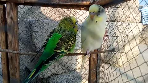 Budgies Love Brids _ Bajri Brids Ki Awaaz _ Love Brids Sounds _ Bajri Tota ki Aw