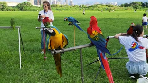 Smart And Funny Parrots - Parrot Talking