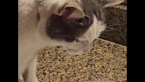 Mr. Rocky The Cat Drinks Fresh Cold Water From Faucet