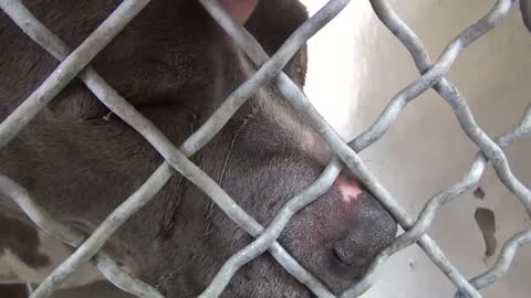 Dog given up to animal shelter cries tears of sadness