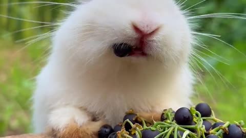 Cute animal rabbit