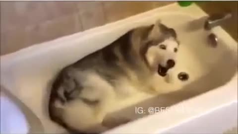 This husky is mad because he wants to take a bath but isn't allowed to