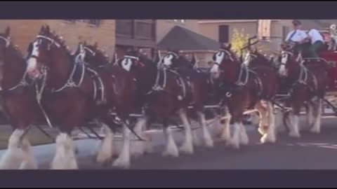 horse_drawn_carriage_horses