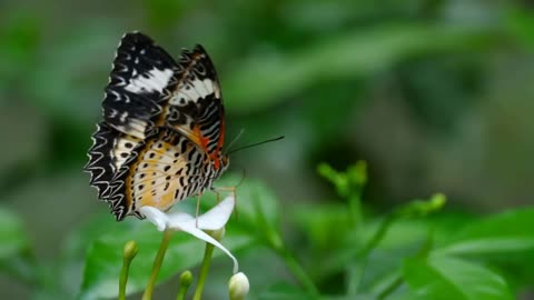 Butterfly standing on a white flower