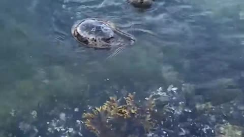 Swimming Seals Say Salutations