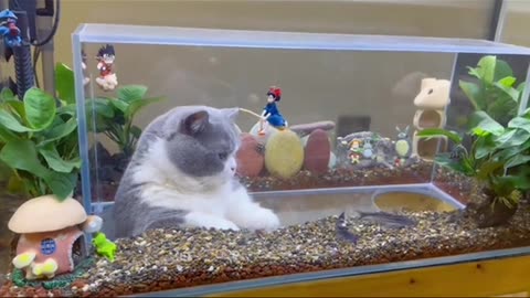 Welcome to visit the cat fish tank#cat