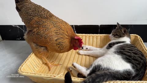 --Weird hen shows cat how to lay eggs_How did the funny cat react_Funny Animal.Cute Pets.interesting