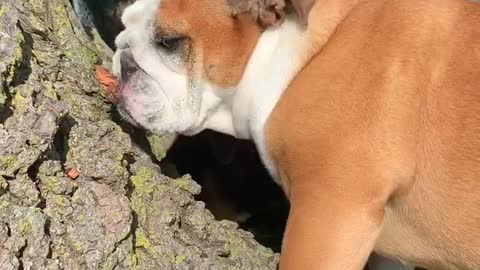 Tree Chomping Bulldog