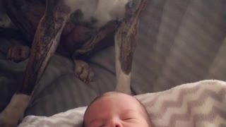 Adorable Boxer Named Astrid Gives Lots Of Love To Her Baby Brother