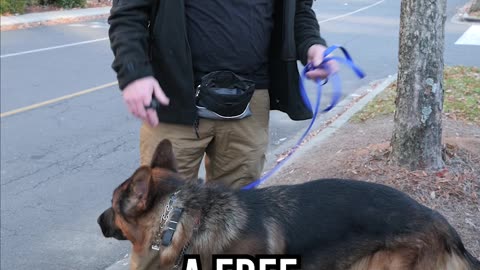 When Is Your Dog Free to Pee?