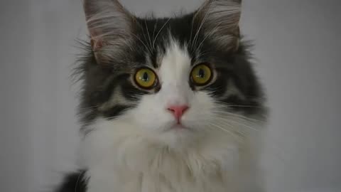 Types Of Maine Coon Cats: