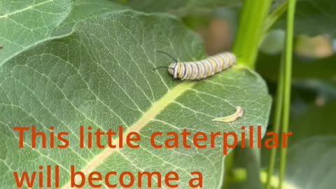 Watch the larva stage of a monarch butterfly (this caterpillar is preparing for metamorphosis)