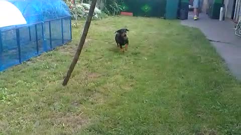Puppy always enjoys returning thrown balls in the backyard