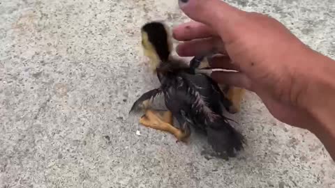 The lovely duckling is about to swim for the first time