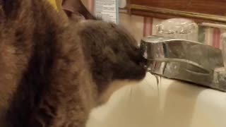 Cat drinking water