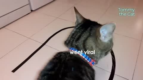 Cat gets offended when this thing happens
