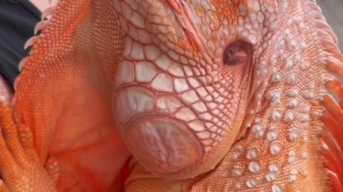 #lizard #reptile #dragon #orange #iguana #pet