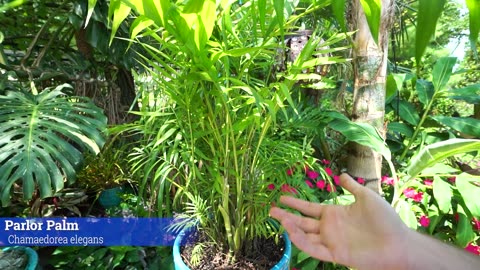 How to Grow Parlor Palms Indoors || Chamaedorea elegans
