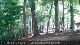 The Woods - 06/23/2022