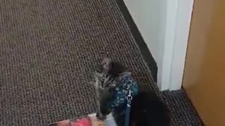 Our cat walking on a leash.